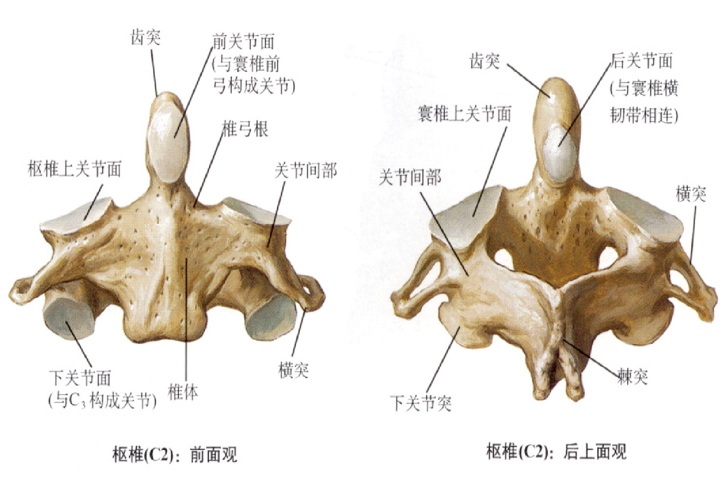 枢椎解剖图
