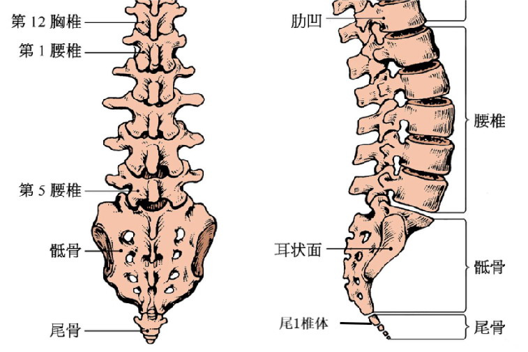 尾椎骨结构图片
