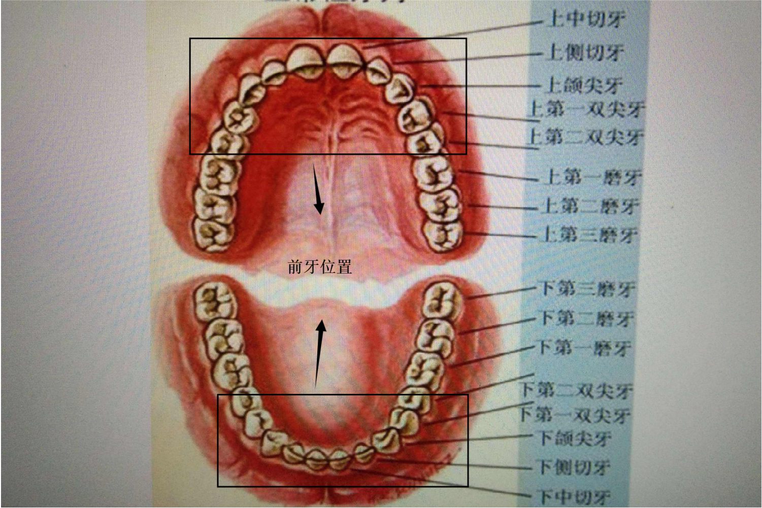 前牙位置图