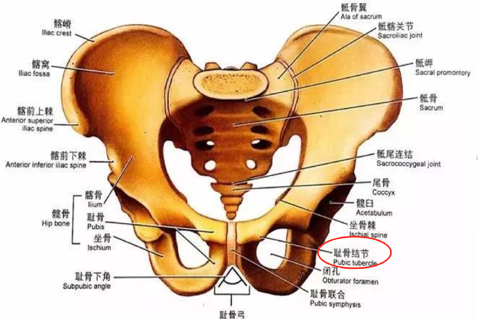 耻骨结节图