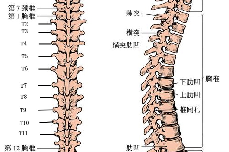 脊椎t10的准确位置图