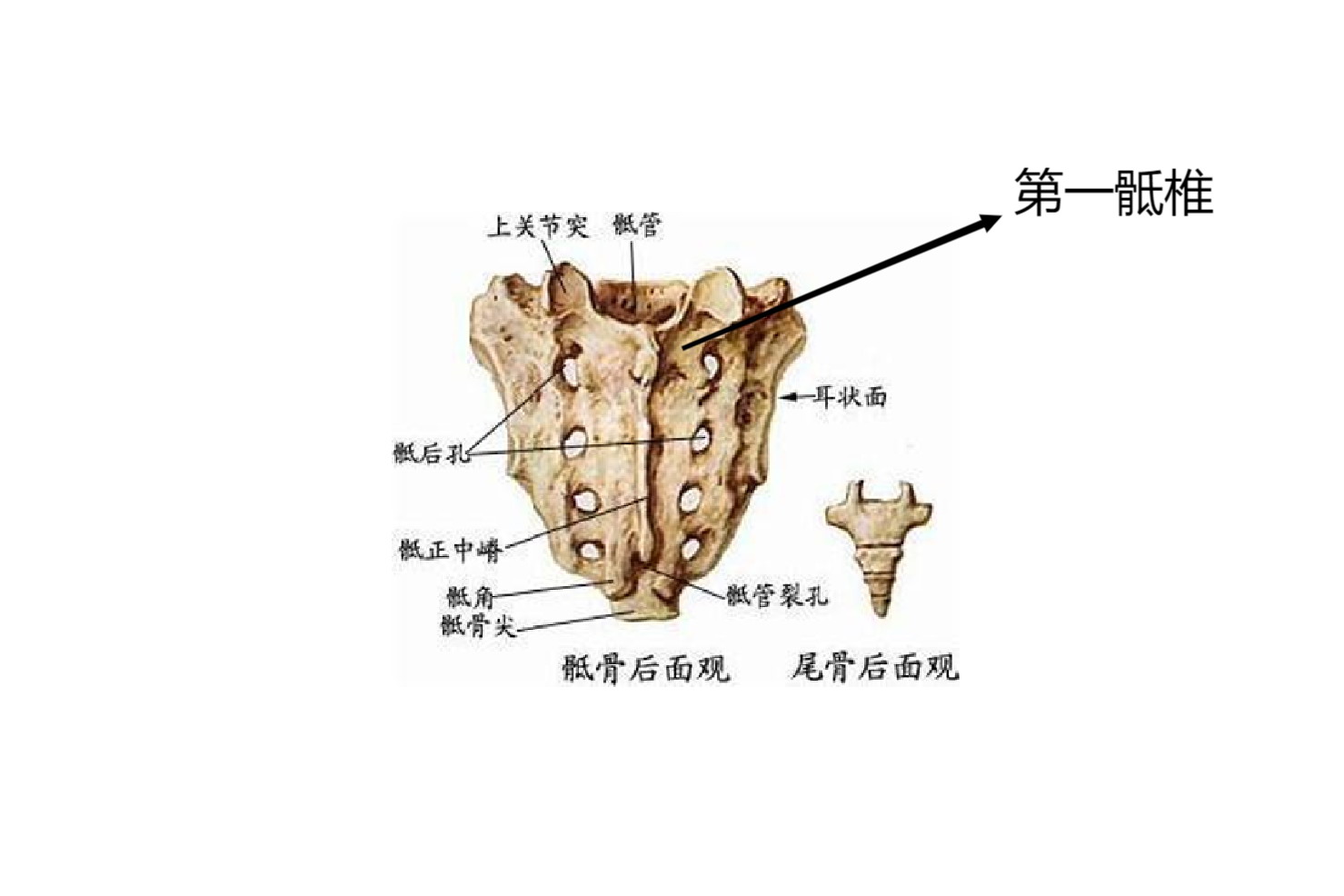 骶骨位于腰椎的下方,是脊柱的最后一部分,体表投影与腰部下方臀部上方