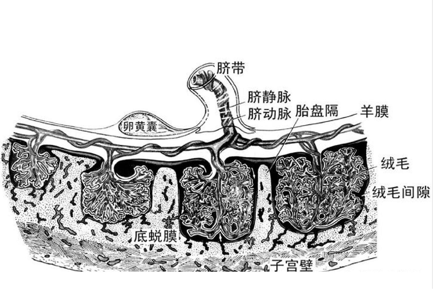 胎盘解剖结构图