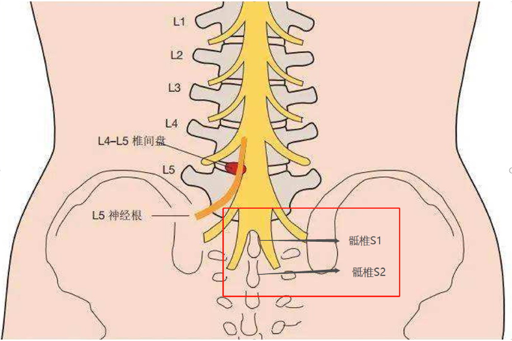 骨科概述骶椎s1