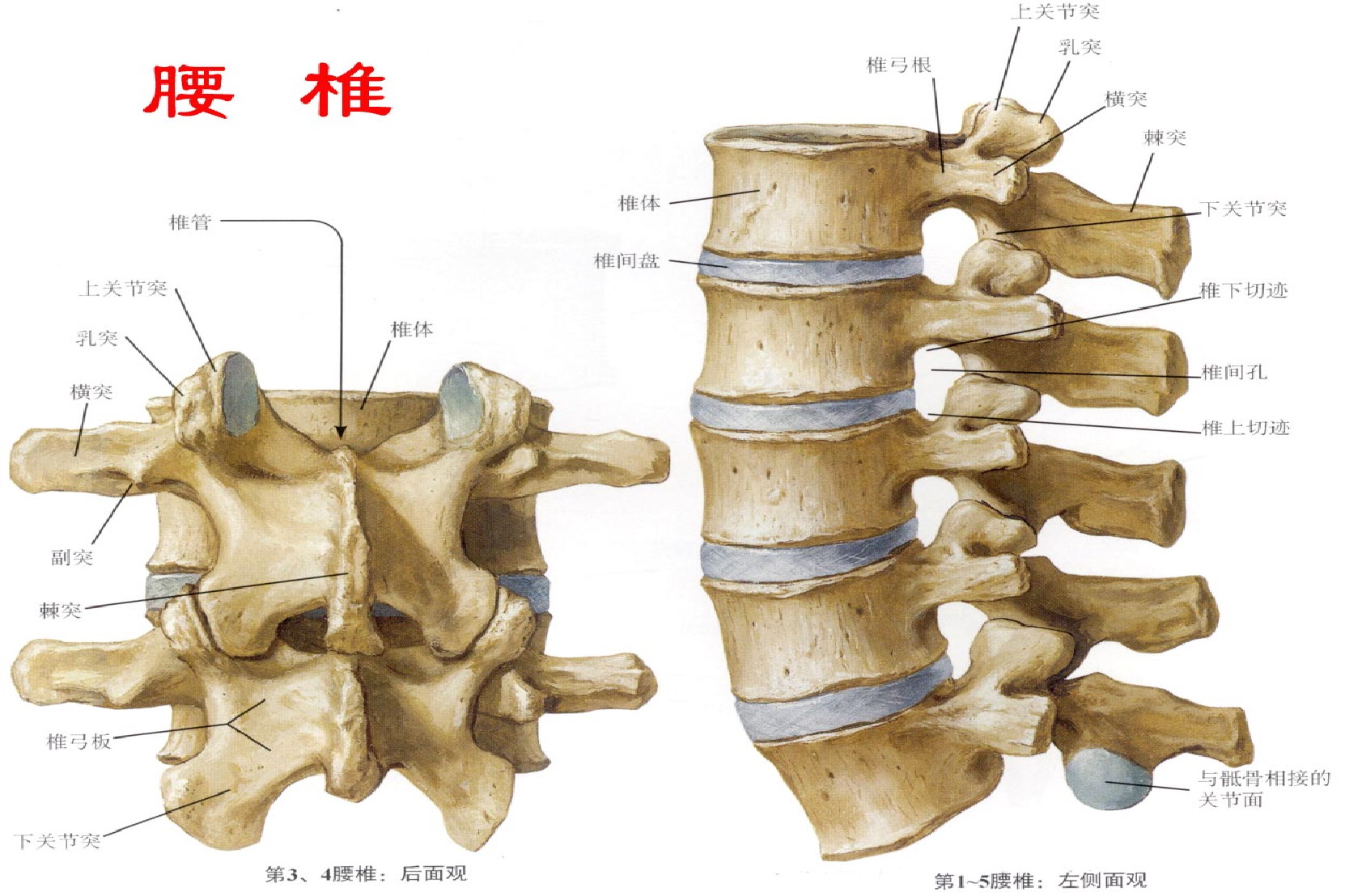 腰椎图片