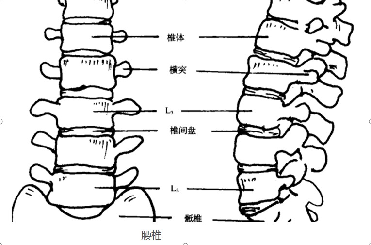 腰椎图形l1~l5排列图片