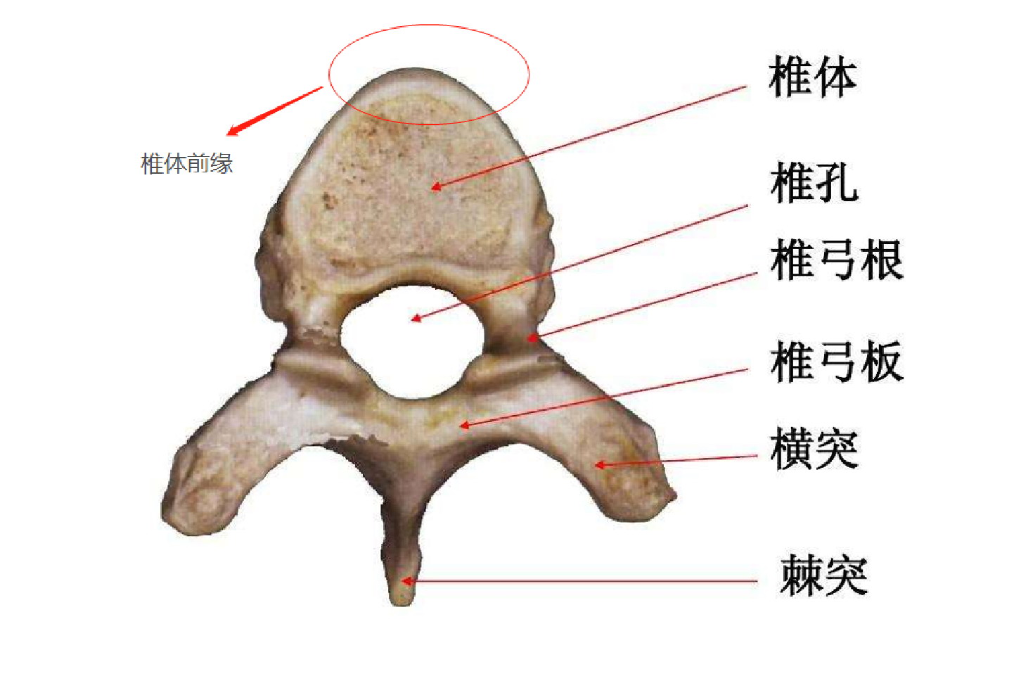 椎体前缘位置图