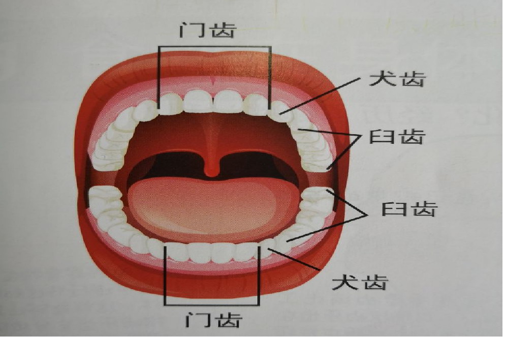 臼齿的位置图片图片