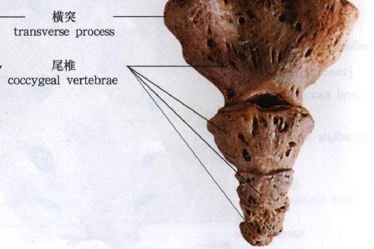 尾椎解剖图