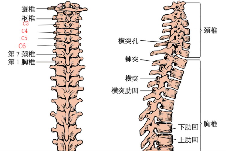 颈椎位于脊柱的最上方,一共有七节,第一二颈椎称为寰枢椎,形态较为