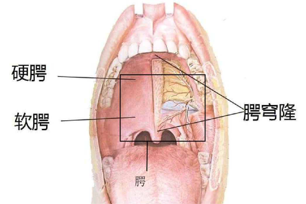 腭腺在什么位置图片图片