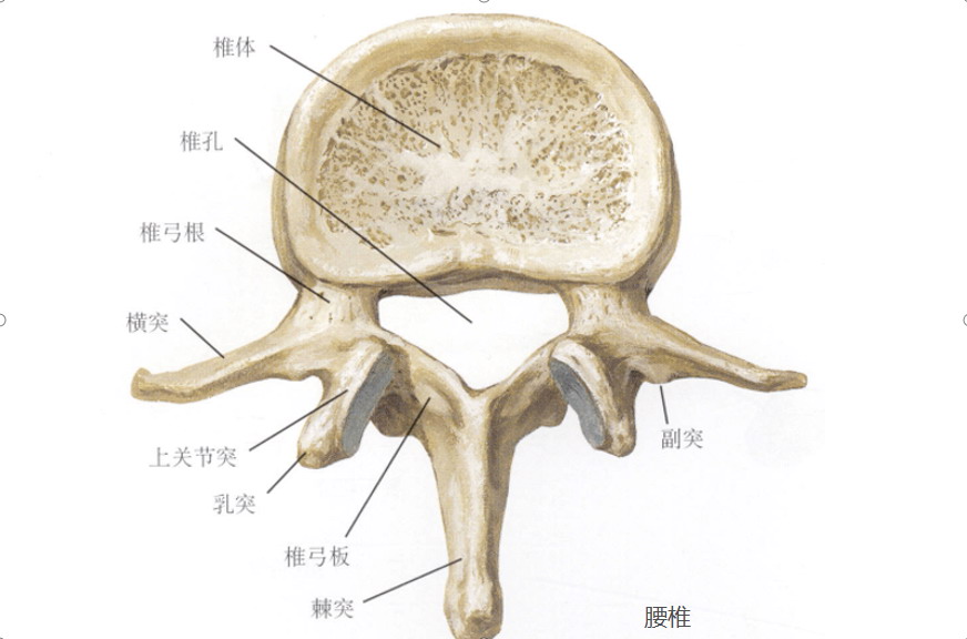 腰椎横突结构图