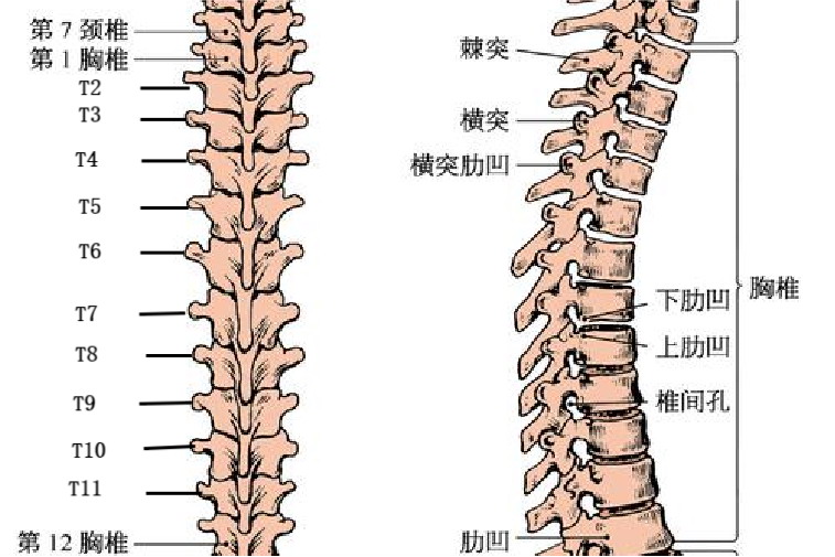 其中第八胸椎的具体位置可通过肩胛骨确定,肩胛骨的下角,平对着第七