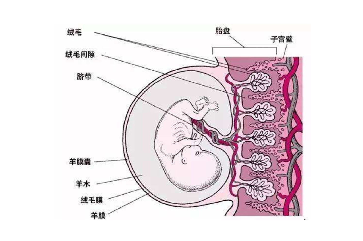 胎膜羊膜胎盘的关系图图片