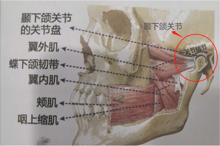 颞下颌关节位置图