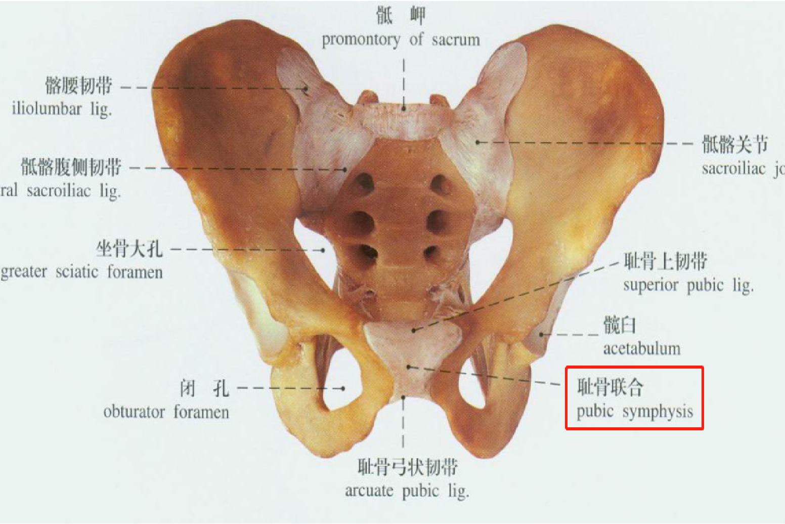 骨盆的重要标志图片