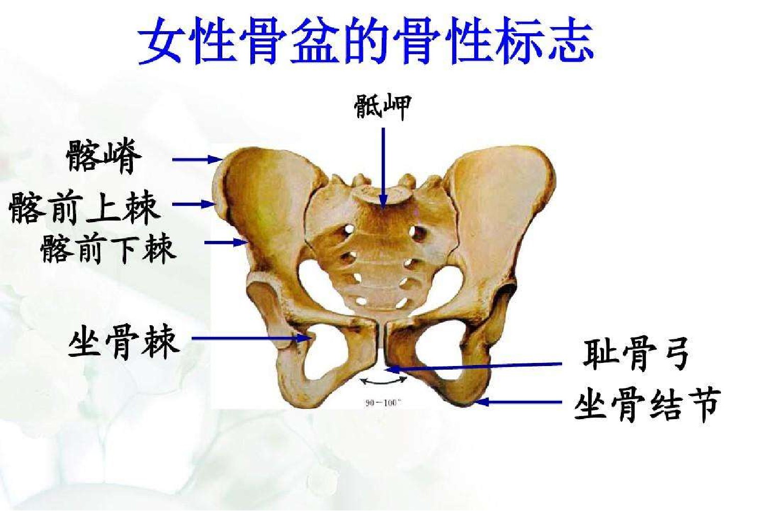 真骨盆标志图片