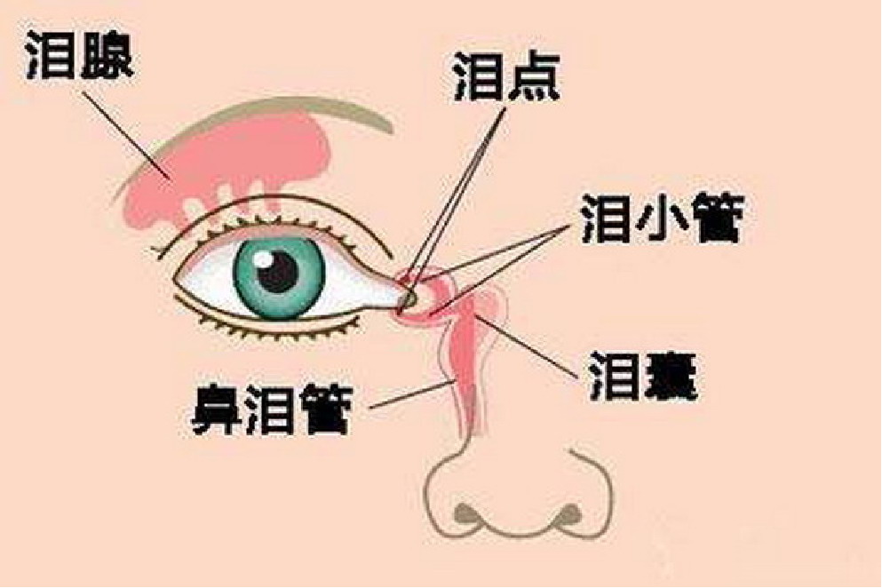 泪小管位置图片