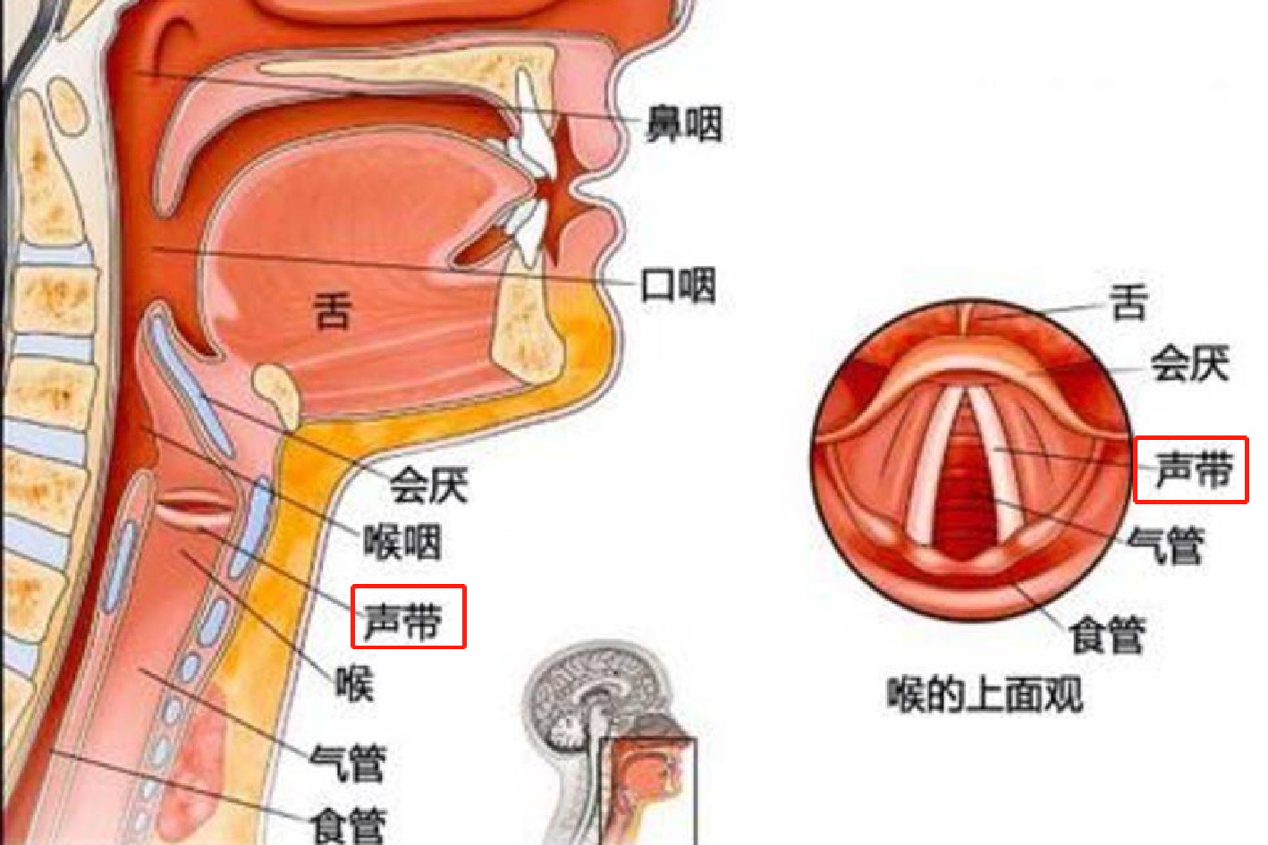 声带结构图