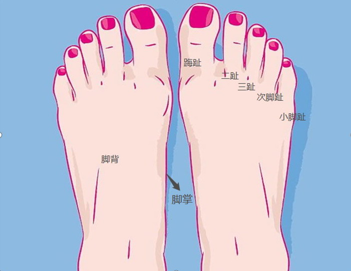 脚部位名称图