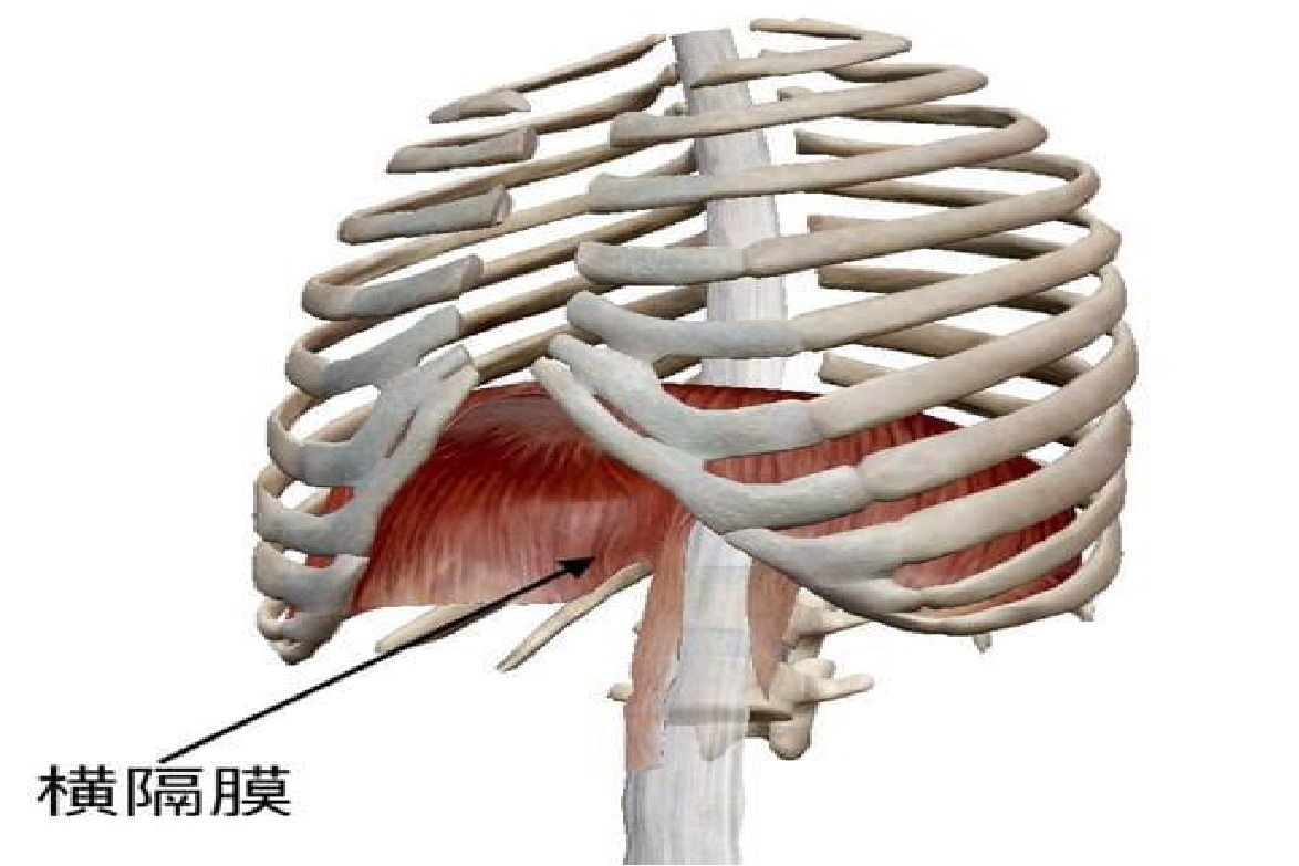 横隔膜位置