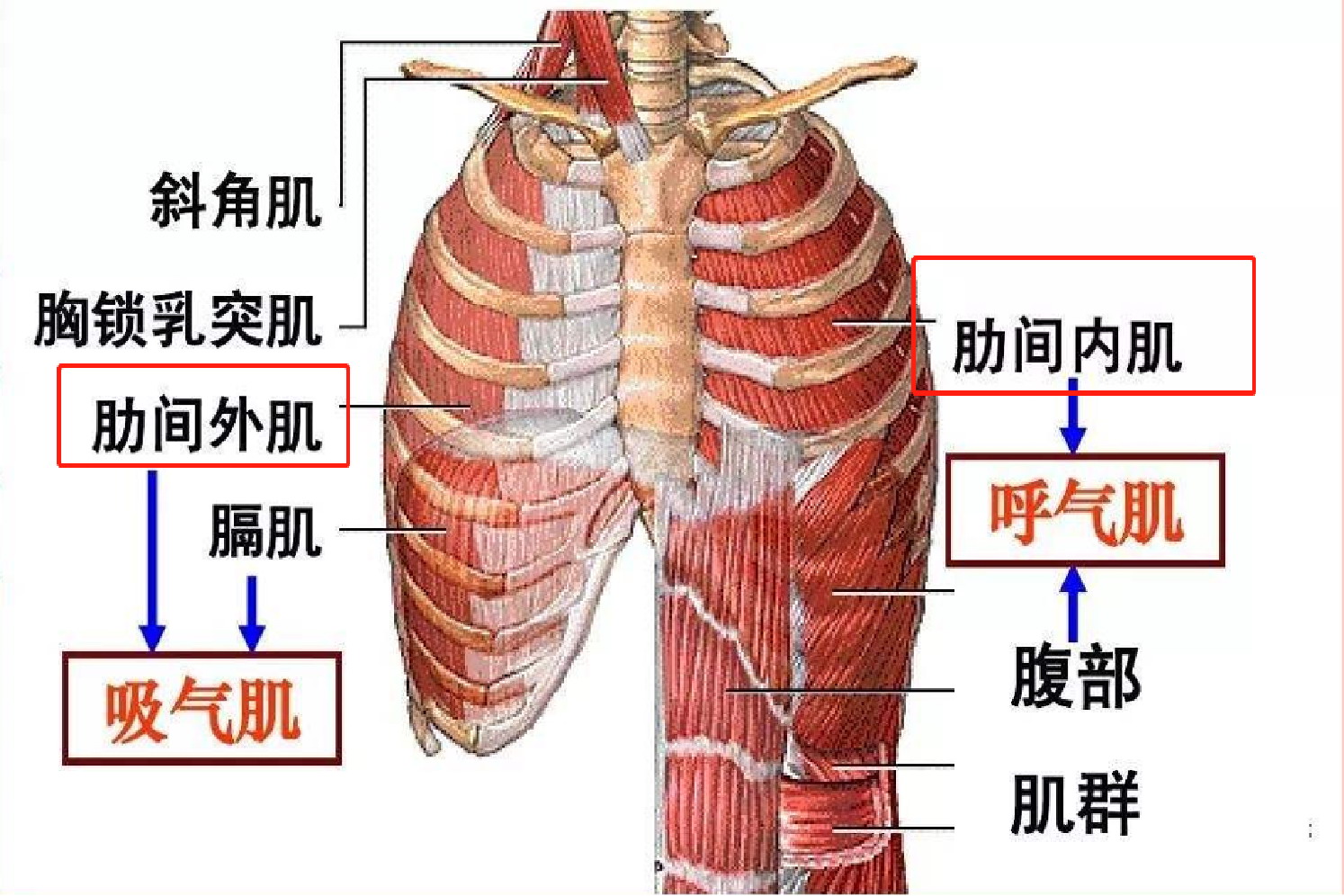 肋骨下面肌肉图片