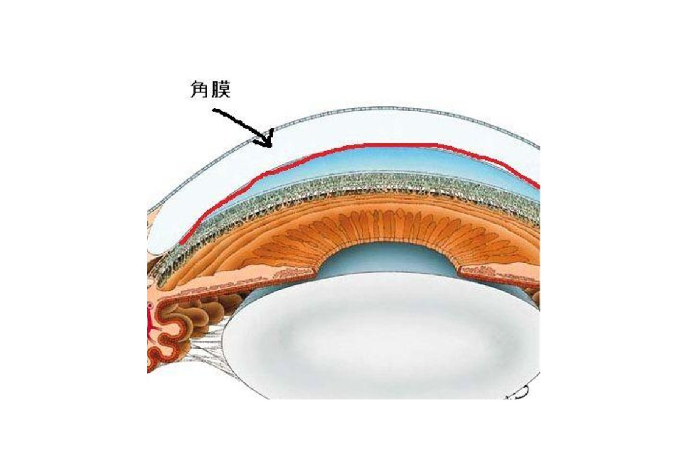 角膜剖面图图片