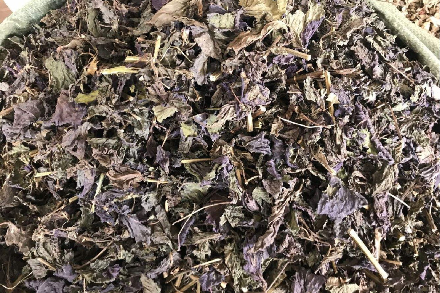 中药紫苏叶图片