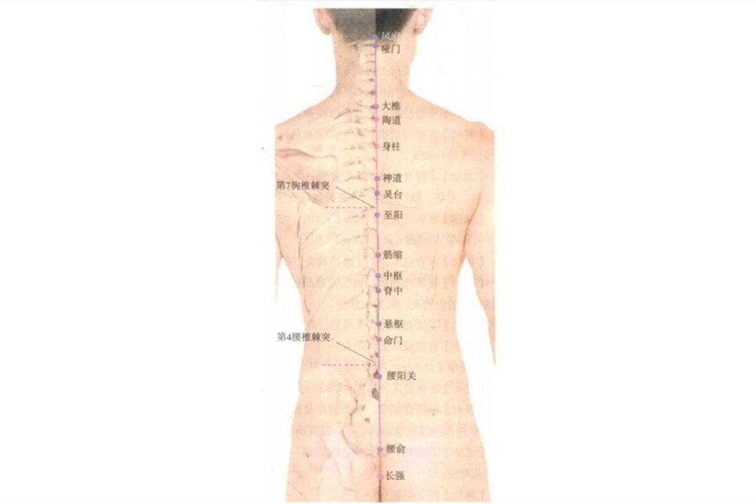 至阳穴图片