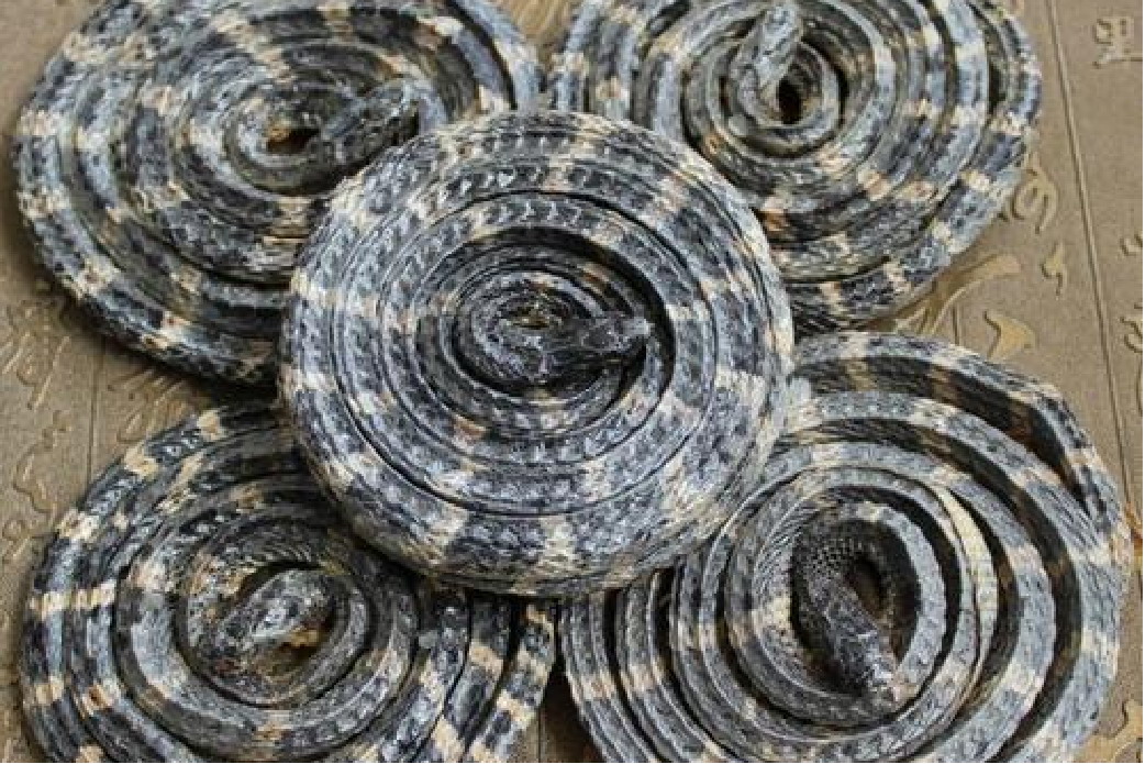 中药白花蛇图片